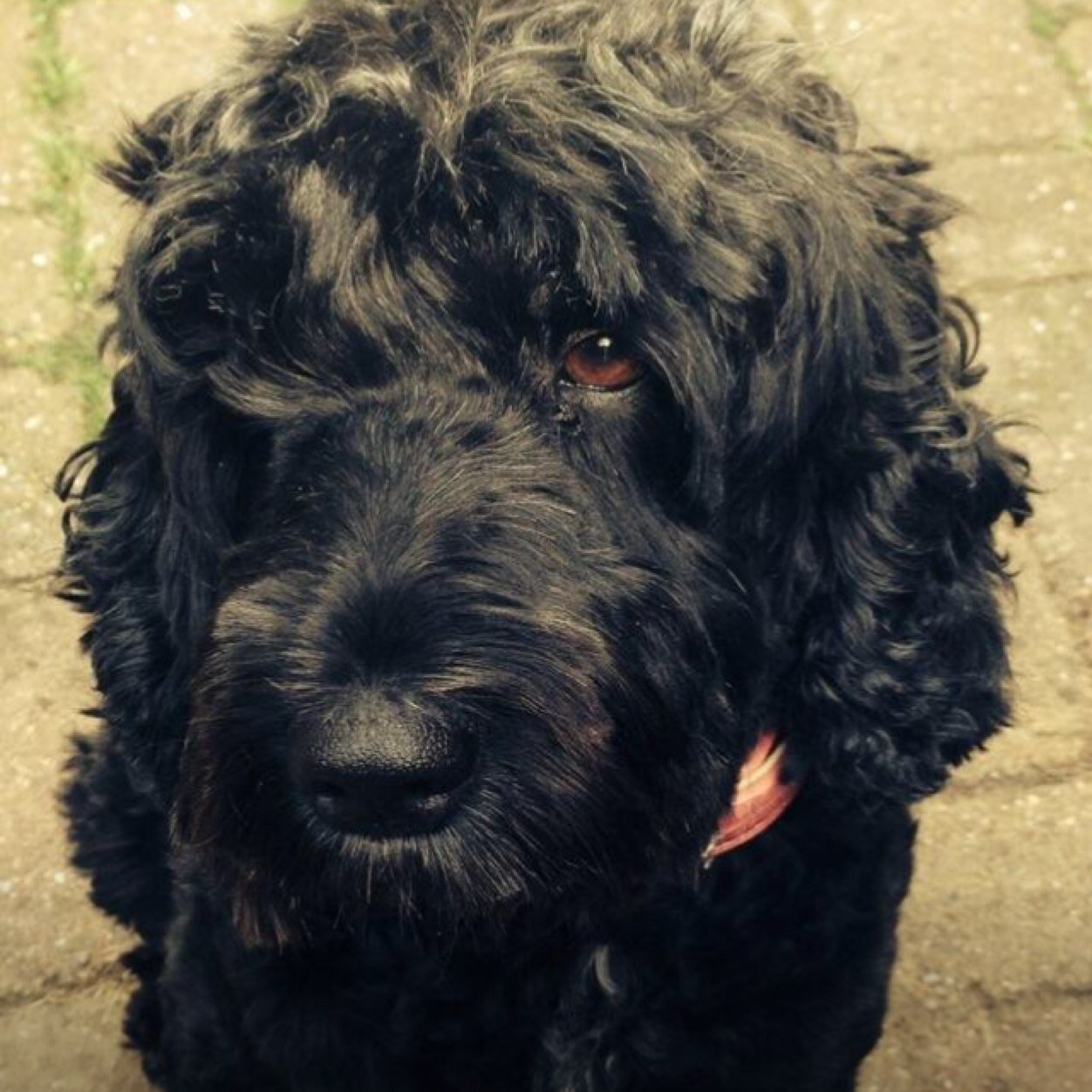 followthewest's profile picture. Mum of 2, ... my Girls.. Dogs...Emmerdale.... Gin ... cocktails...