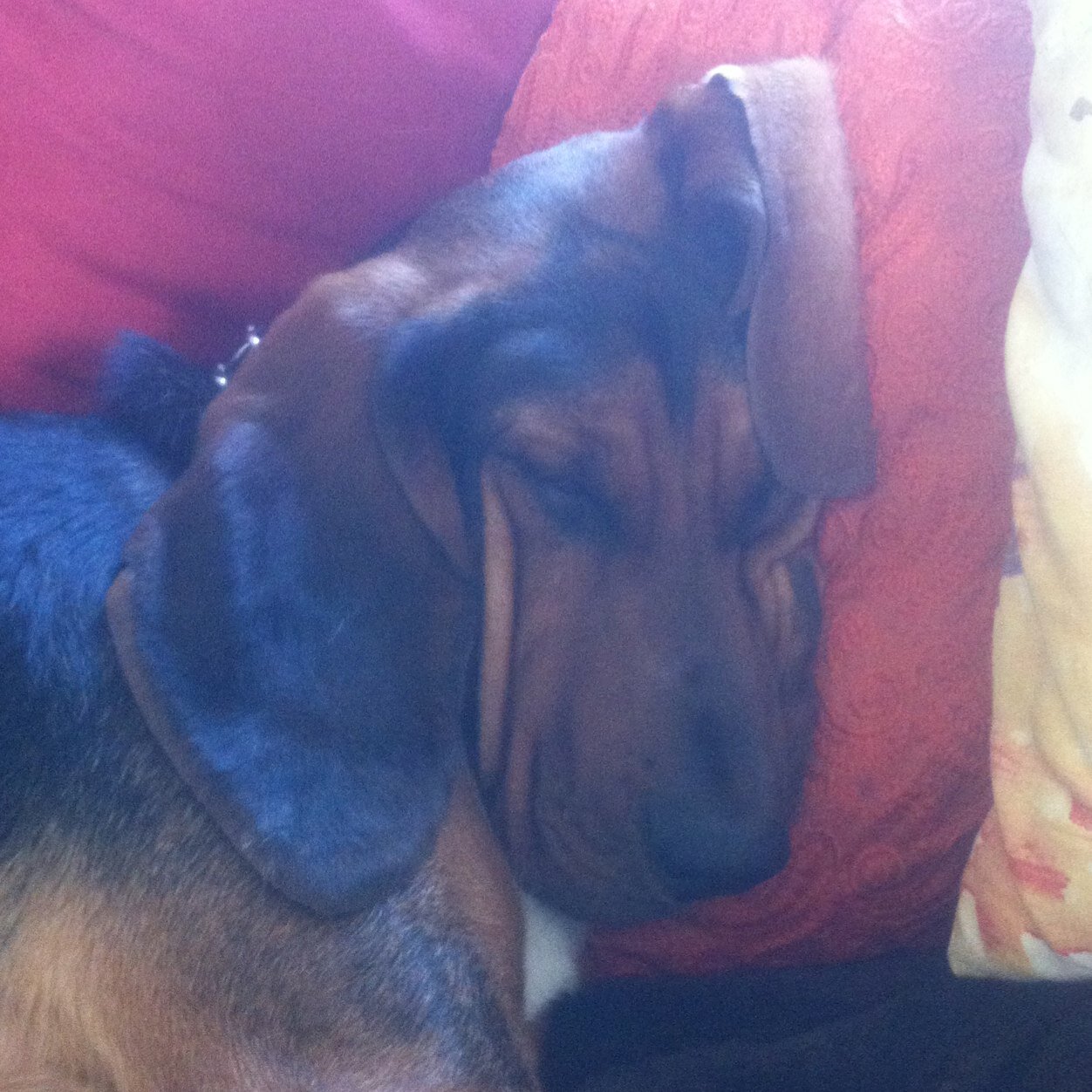 rossincf2pt2's profile picture. 