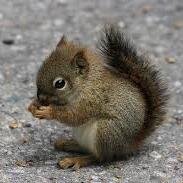 I'm a barbie squirrel, in a barbie world. Who runs the world? Squirrels! Follow @dasquirrelgirl.