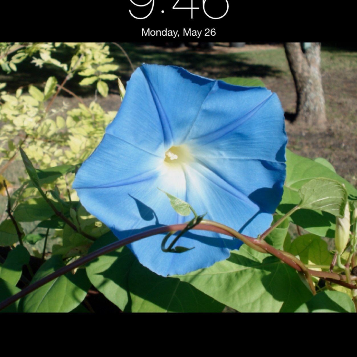 SummersJanis's profile picture. 