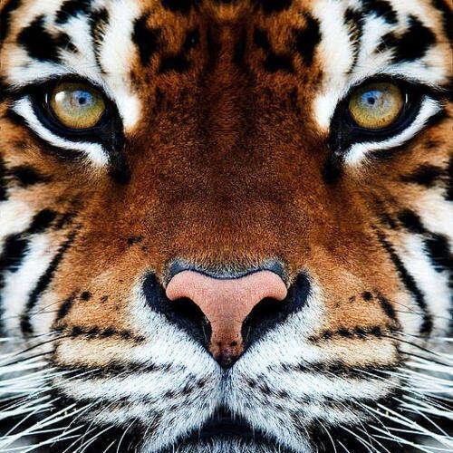 asoom_alli1's profile picture. الفولو مايكهرب , امي يا جنة الارض