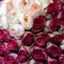 زهورالريف (@055fafa) Twitter