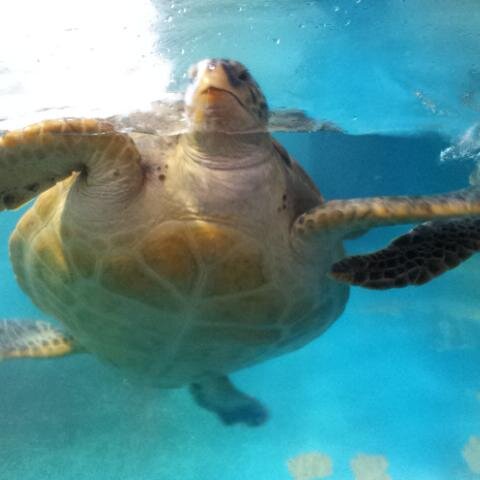 supporterabbit's profile picture. （体調不良につき推し事冬眠中）1人が落ち着く人。ノロマな亀。寝てる姿はアザラシ。夢は宝くじで1等当てること。愛機はTANITA HD-661。大人喘息、好酸球性副鼻腔炎