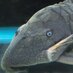 @plecostomus2