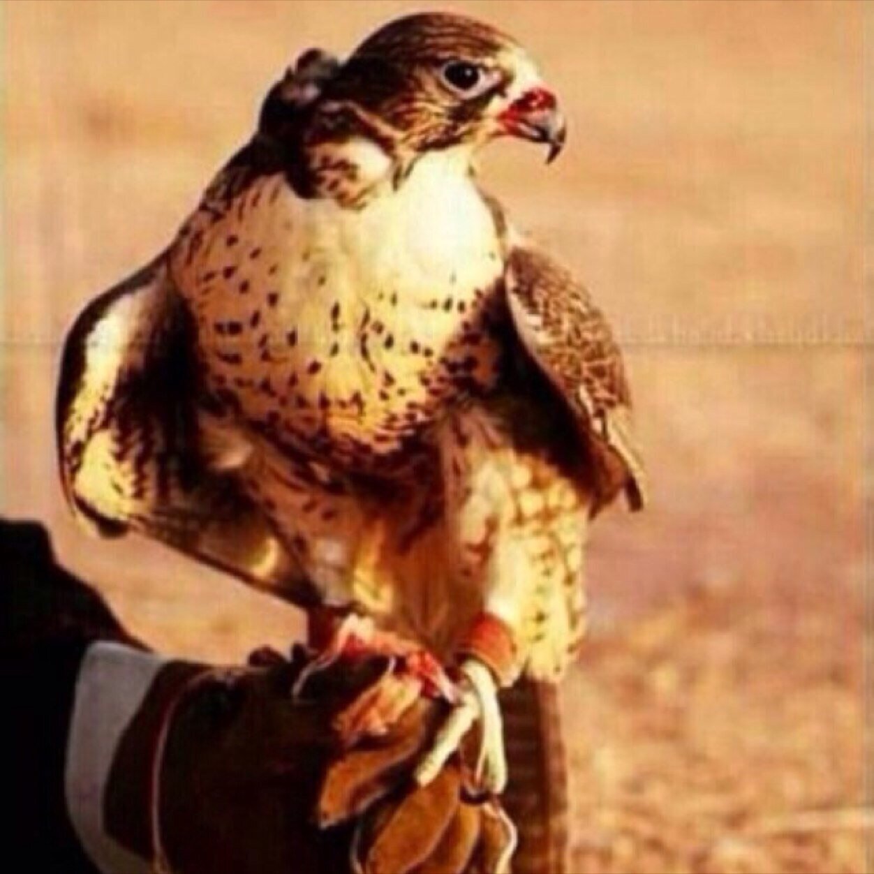 nayf556644's profile picture. ياهلابك