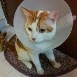 batigollaw33's profile picture. 