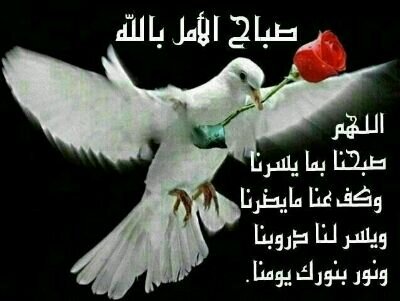 ولما رآني في هواه متيما ..عرف الحبيب مقامه فتدلل.