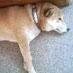 だめ犬サラリーマン・毎日パソコンと向かい合う平凡なお仕事。駄犬。アマチュア無線:7L4PYN、DCR:トウキョウMA513