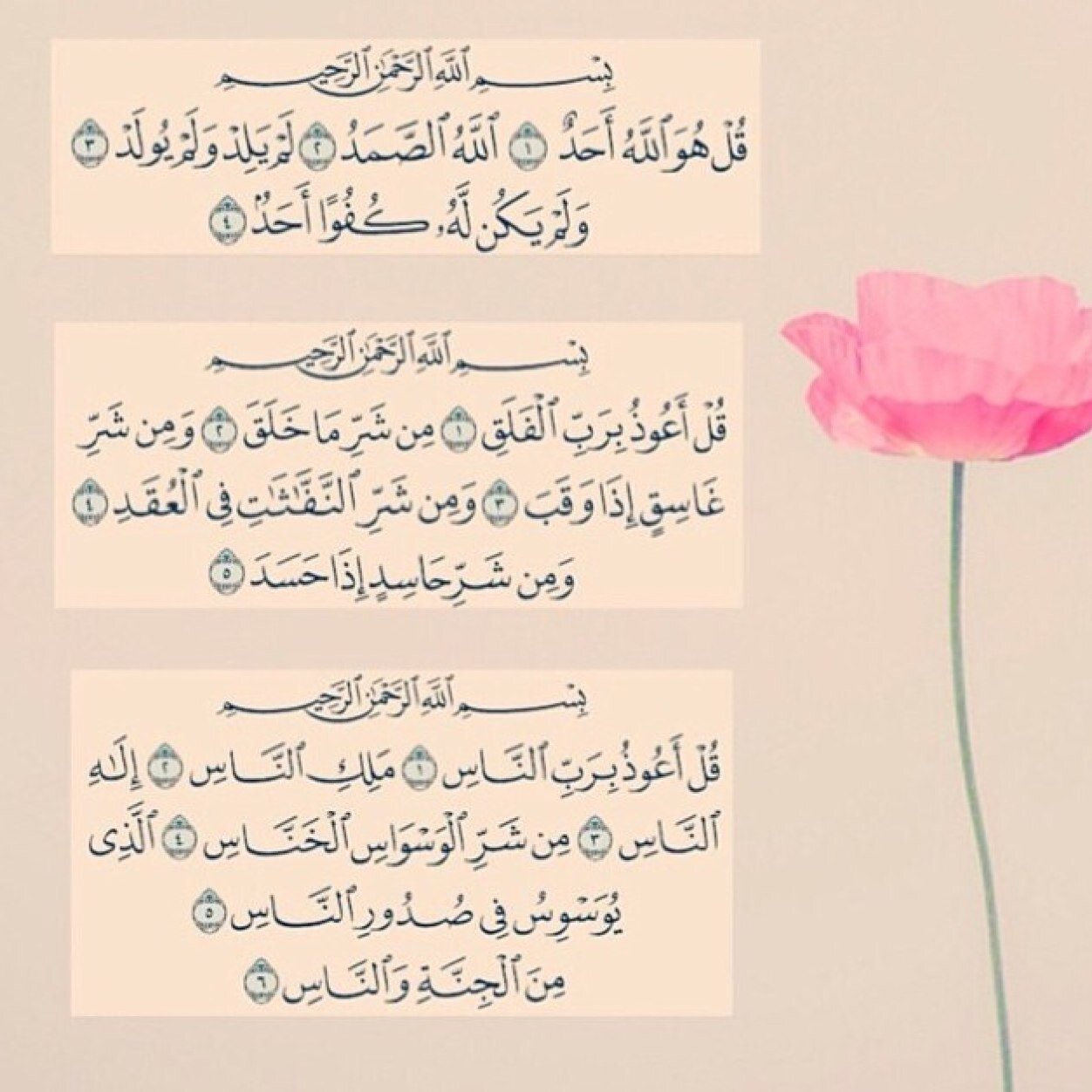 242_abeer Profile Picture