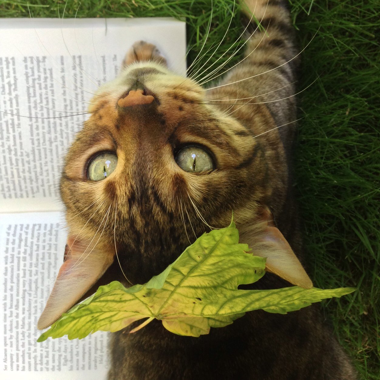 rpattins's profile picture. Wife-of-Terry and mother-hen to any cat x