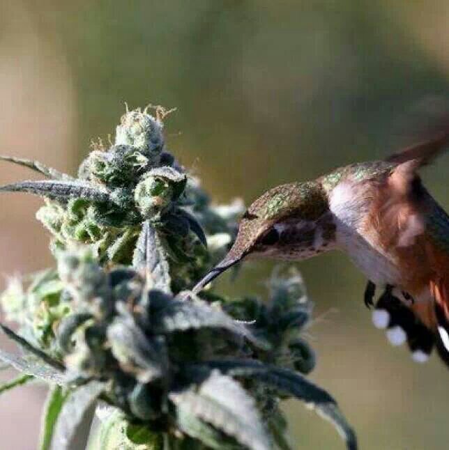 ladyofcannibus's profile picture. 