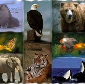 zoology, zoological, animals, dinosaurs, mammals, biology, micro-organisms