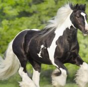 equin, Anatomy,
Vet,
Therapy,
Clipart,
Mlp,