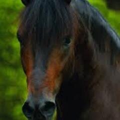 Ing. Industrial. Me gustan y amo los caballos.