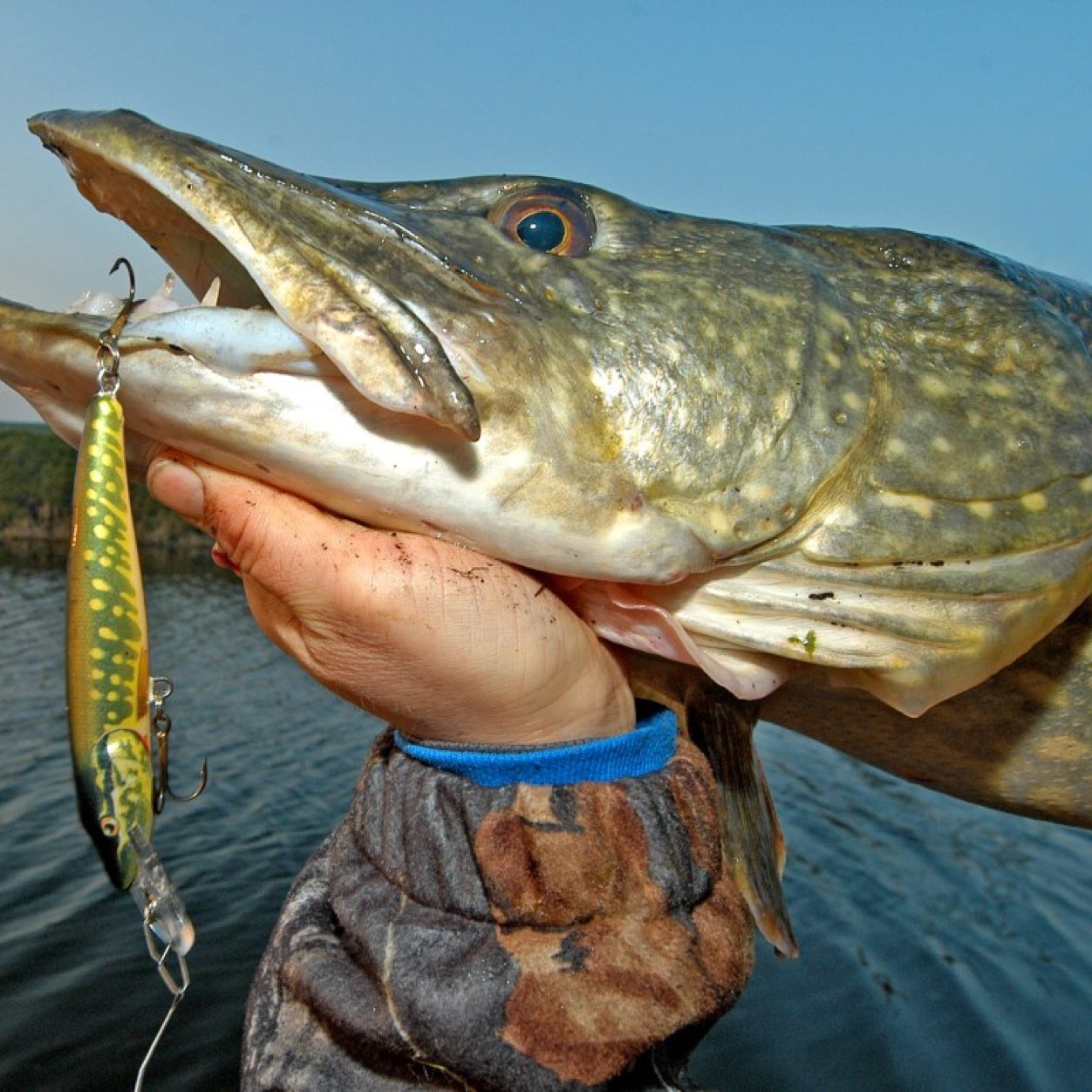 igormoshinski2's profile picture. 