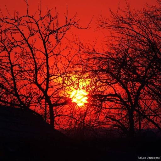 RalucaD2's profile picture. 