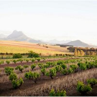 Eenzaamheid Wines (@eenzaamheidwine) 's Twitter Profile Photo Eenzaamheid Wines (@eenzaamheidwine) 's Twitter Profile Photo