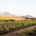 Eenzaamheid Wines (@eenzaamheidwine) Twitter profile photo Eenzaamheid Wines (@eenzaamheidwine) Twitter profile photo