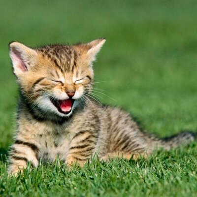 子猫 おもしろtweetbot Tyouzetu Sirsir Twitter
