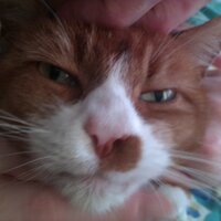 Lefty Red Cat(@LeftyRedCat) 's Twitter Profile Photo