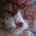 Lefty Red Cat (@leftyredcat) Twitter profile photo