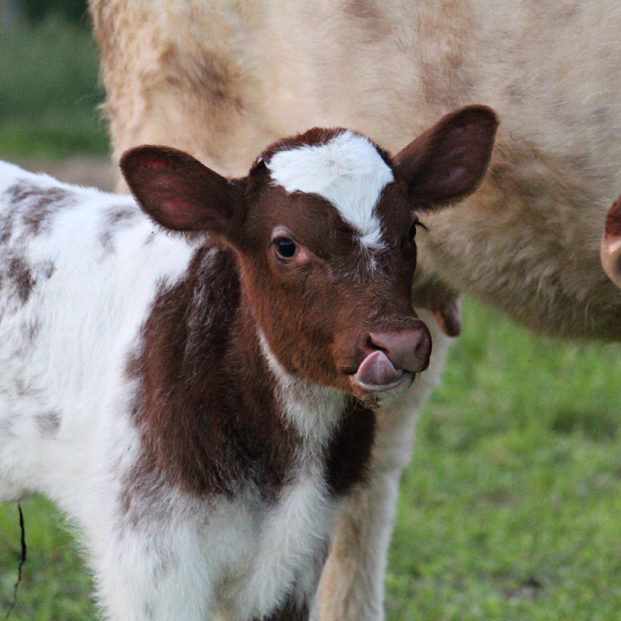 Livestock & bling.