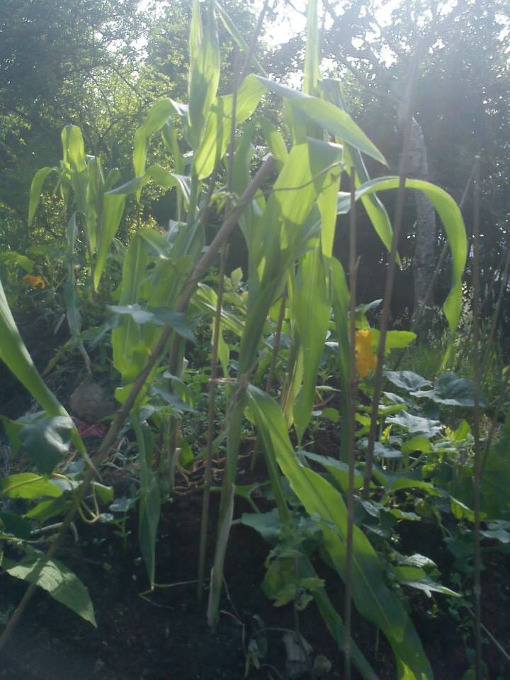 MackGarden's profile picture. MCG no longer run by Roath in Growth, this account no longer active.