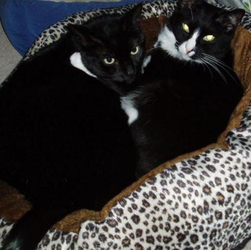 @ThatTuxedoCat