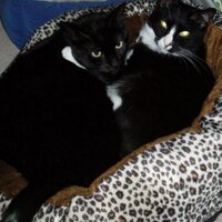 Simon's Mom (@thattuxedocat) 's Twitter Profile Photo