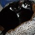Simon's Mom (@thattuxedocat) Twitter profile photo Simon's Mom (@thattuxedocat) Twitter profile photo