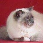 Ragdollka's profile picture. 