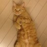 HANBAY1964's profile picture. 野良猫を引取って3匹飼ってます。
