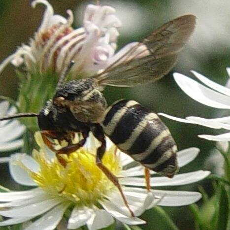 beewhite0's profile picture. 