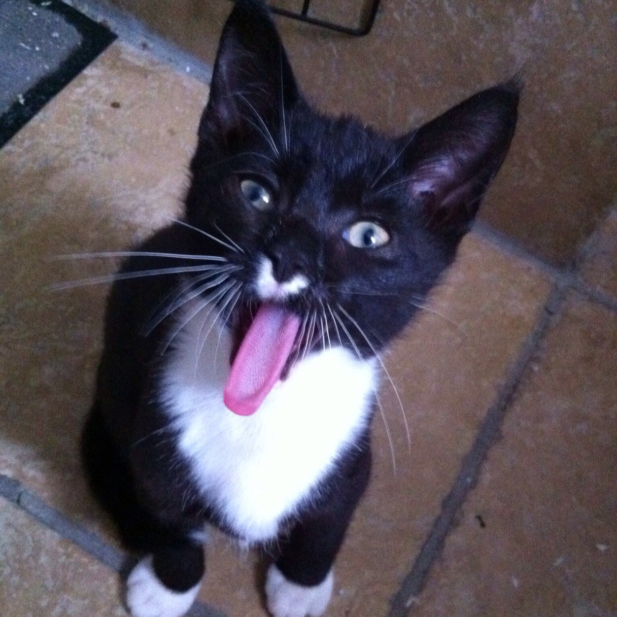 Hi! I'm Bruce and this is my family. We don't have opposable thumbs but we do have big characters and are cute. Follow our attempts at world domination.