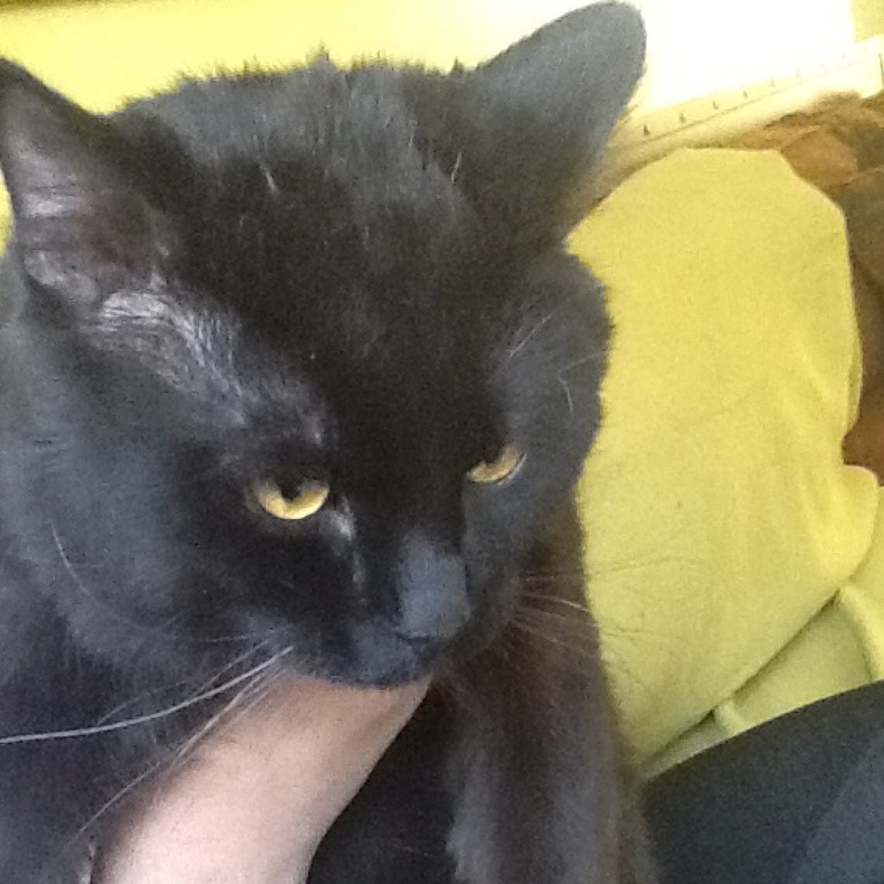 BoosBoosFan's profile picture. This Account 4 @CAT_BoosBoos Fans,, For Asking And I Follow Ho Follow BoosBoos And Ho'z BoosBoos Following