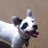 Woodyjackgray's profile image