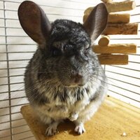 むうまま K7D1 ♓️ 国別対抗戦全力応援 (@muumama0316) 's Twitter Profile Photo