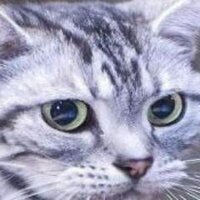 Андрей (@akpat123) 's Twitter Profile