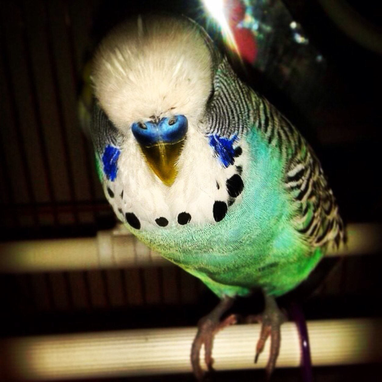 My Name is Brodie..i am not even one years old yet,i cant talk yet, but i can whistle✌️❤ you can tell my sex by the colour of my beautiful blue nose✌️