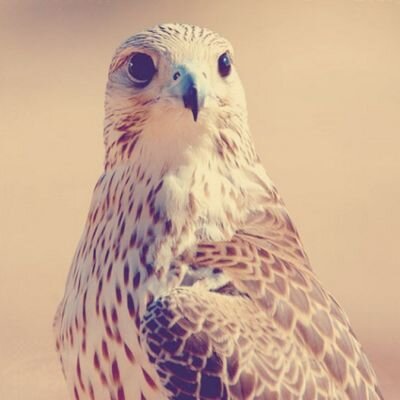 ‏‏وليد الشيني                                                    مكة