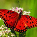 Ann Chartrand-Aube - @Ann4beats - Twitter