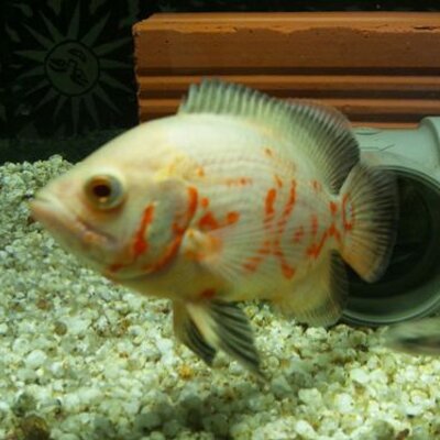 菅原 レッドプラティ 稚魚 イエロープラティ 稚魚 ワグバルーンプラティ 稚魚 ハイフィンミッキーマウスプラティ 稚魚 ミックスグッピー 稚魚 ミナミヌマエビ 稚エビ の60 水槽立ち上げた 濾過機もヒーターも優秀なやつ付けました 菅原 レッドプラティ 稚魚 イエロープラティ 稚魚 ワグバルーンプラティ 稚魚 ハイフィンミッキーマウスプラティ 稚魚 ミックスグッピー 稚魚 ミナミヌマエビ 稚エビ の60 水槽立ち上げた 濾過機もヒーターも優秀なやつ付けました
