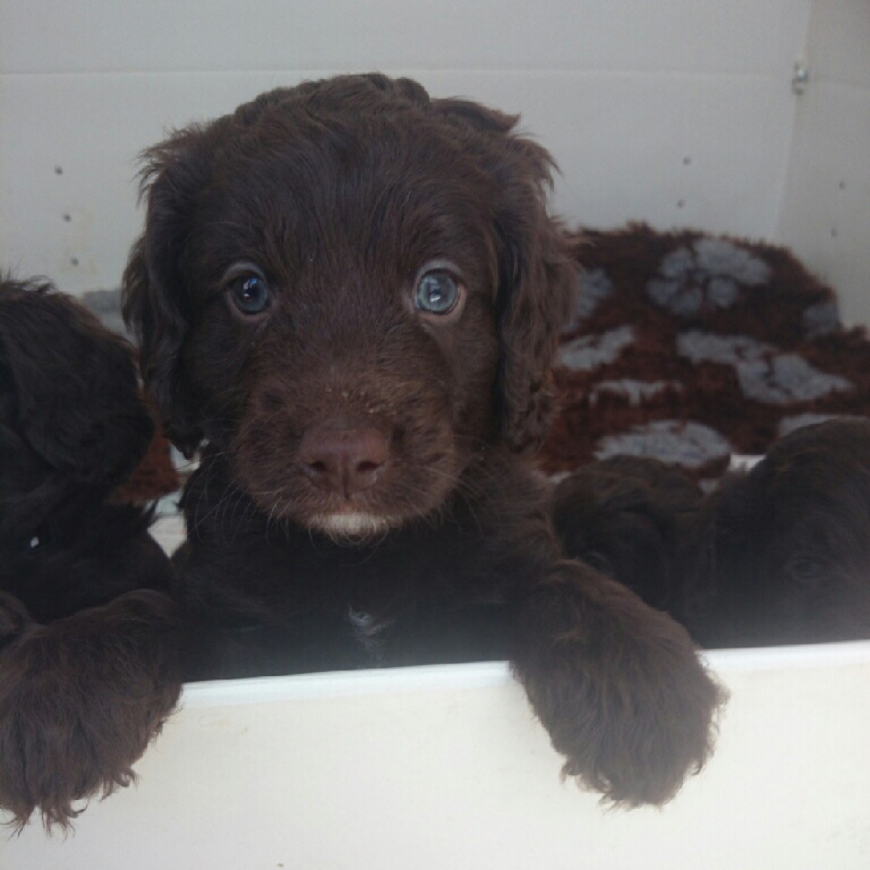 CockapooThe's profile picture. 