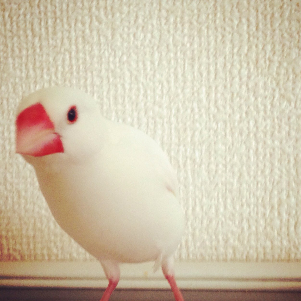 2014年2月生まれの白文鳥 2018年4月生まれの白文鳥 酒飲みの端くれ
