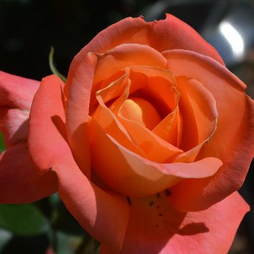 Born in Welland, former reporter and city editor at local newspaper, avid rosarian, active in community/social justice groups. Blog:
http://t.co/62n9ZzAWqX