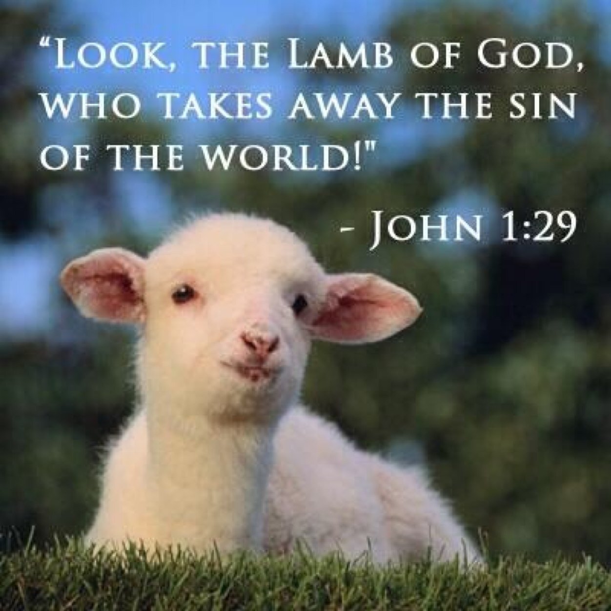 Dedicated to the word of The Lamb who was slaughtered for our transgressions