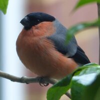 Simon R (@simonsbirds) 's Twitter Profile