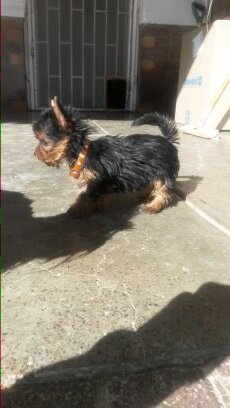 Piepau_yorkies's profile picture. 