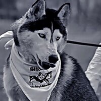 ذيب سكران (@s__b__s__b) 's Twitter Profile