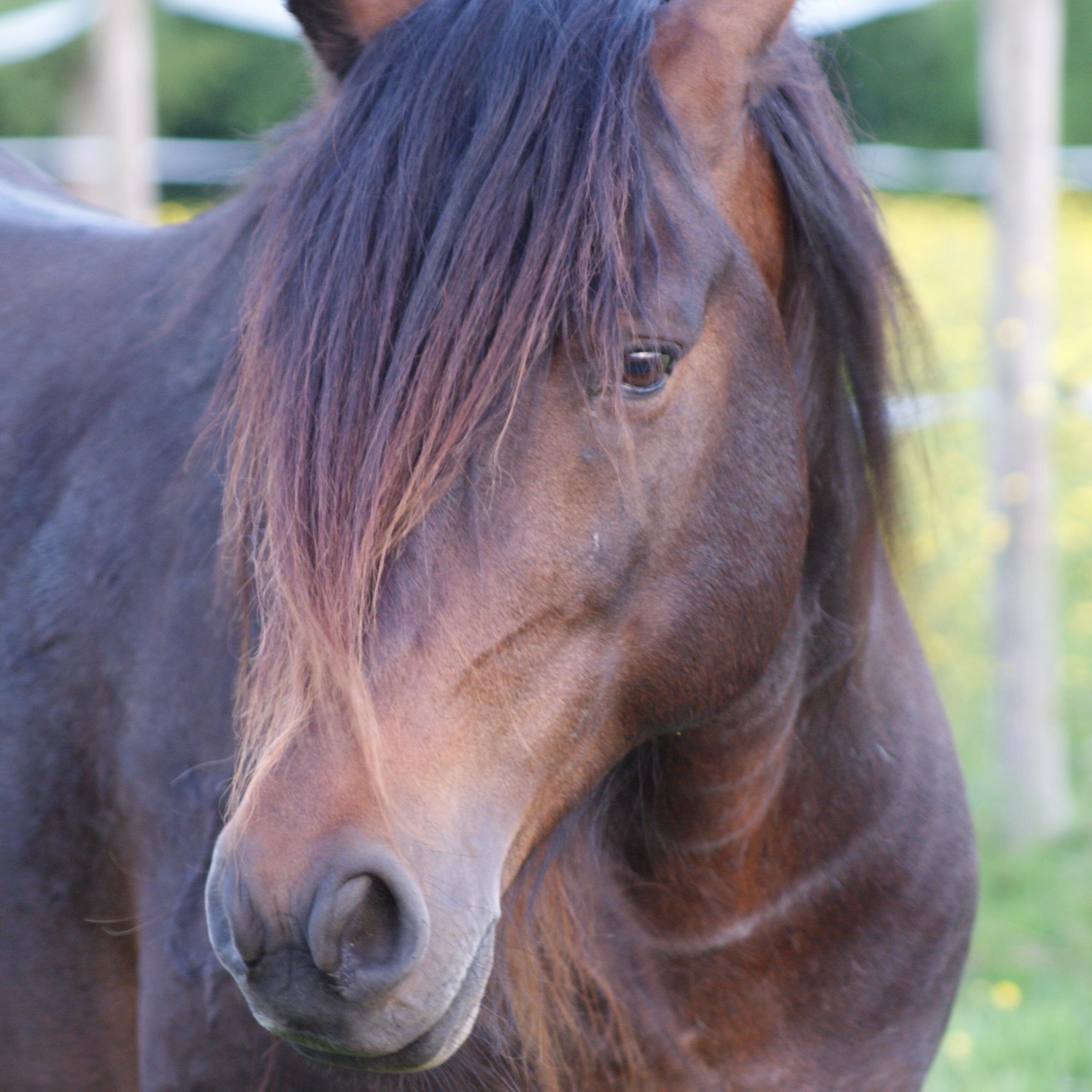 Eleveur de chevaux Nokotas et pension pour chevaux